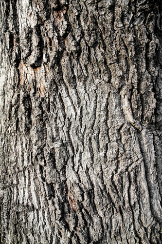 Tree bark texture with natural seamless pattern.