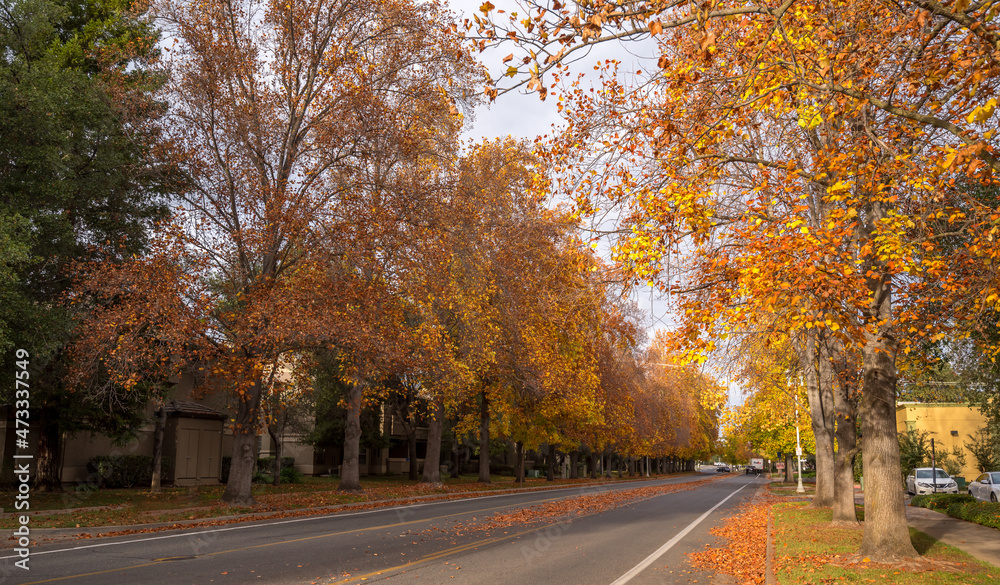  Autumn landscape. Autumn trees with yellow foliage and  leaves on the asphalt street 