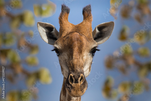 Closeup of a female giraffe s head looking into the camera  Greater Kruger. 