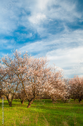 Blooming apricot orchard against the blue sky, vertical. Spring fruit trees. Agriculture