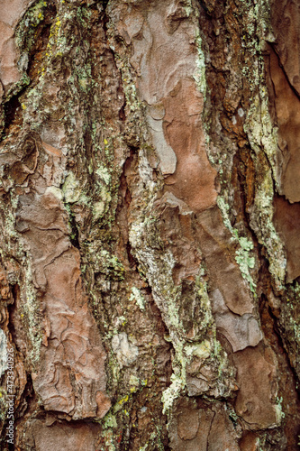 Piękne drewniane tło, brązowa zniszczona tekstura drzewa. 