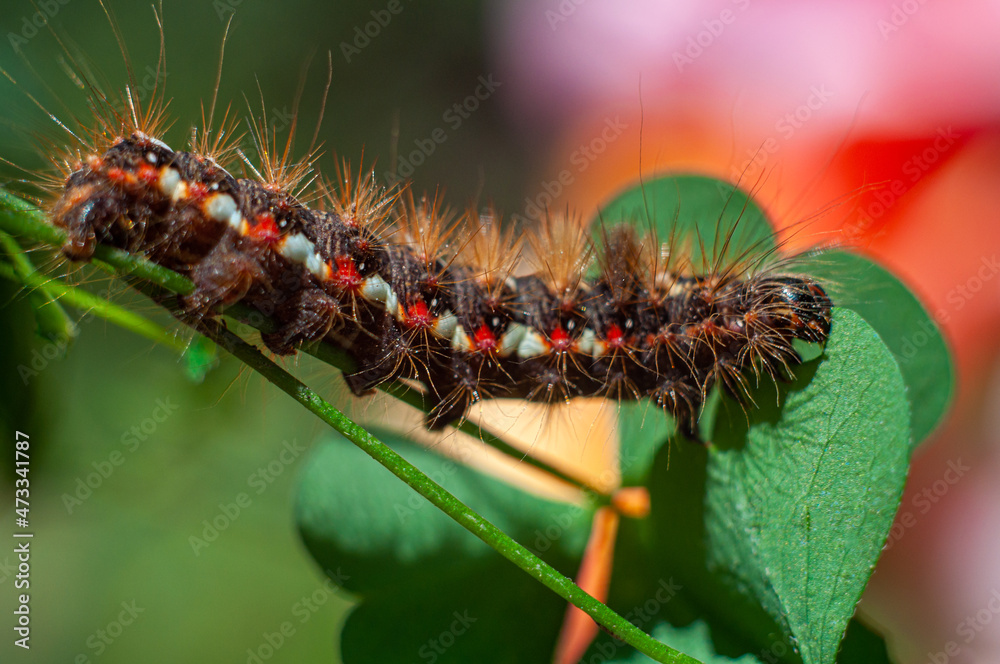 Hairy bright Caterpillar Acronicta rumicis on a green stem close-up Hairy bright Caterpillar Acronicta rumicis on a green stem close-up