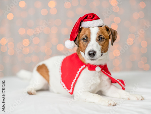 Jack russell terrier puppy wearing  santa hat and cape lies on festive background. Empty space for text