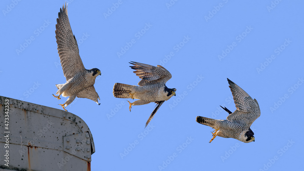 ハヤブサの飛翔 Stock Photo | Adobe Stock