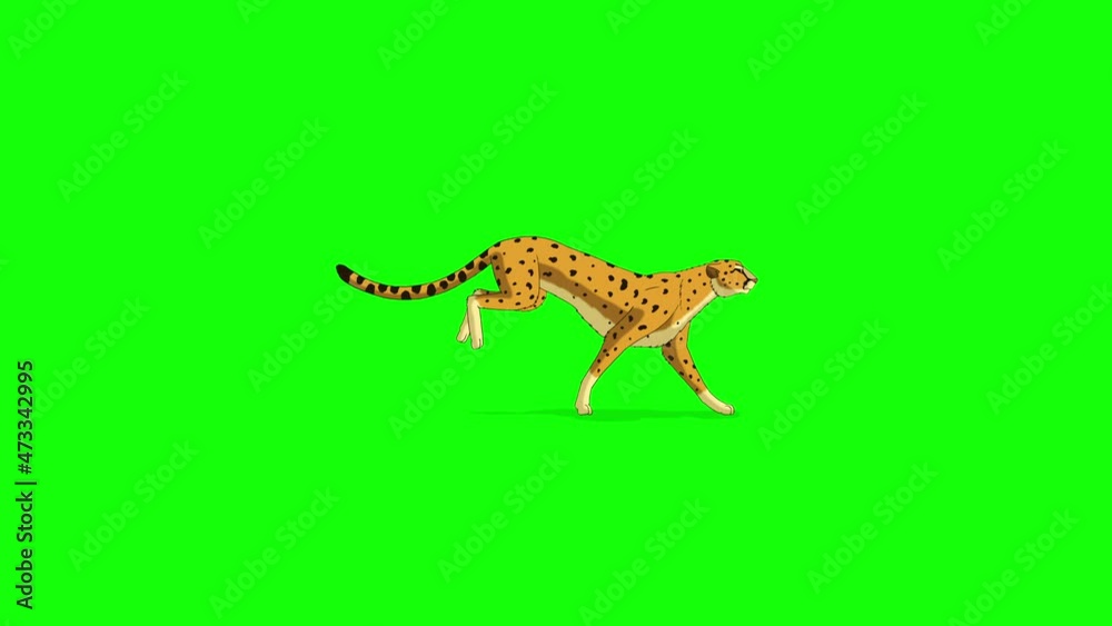 Running cheetah 4K chroma key