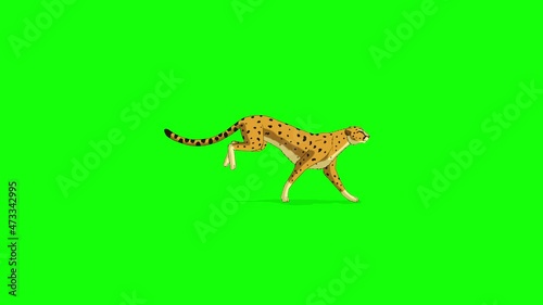 Running cheetah 4K chroma key