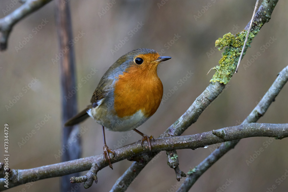 European robin (Erithacus rubecula) European robin (Erithacus rubecula)