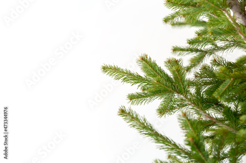 Fir branches on a white background isolated. Christmas card template