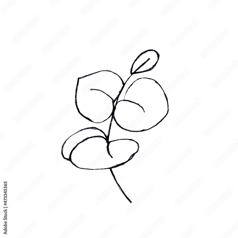 botanical illustration eucalyptus in linear hand drawn style botanical illustration eucalyptus in linear hand drawn style
