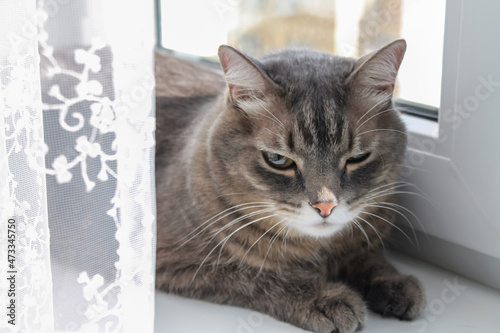 Domestic gray striped cat lies on the windowsill and basks in the rays of the sun.