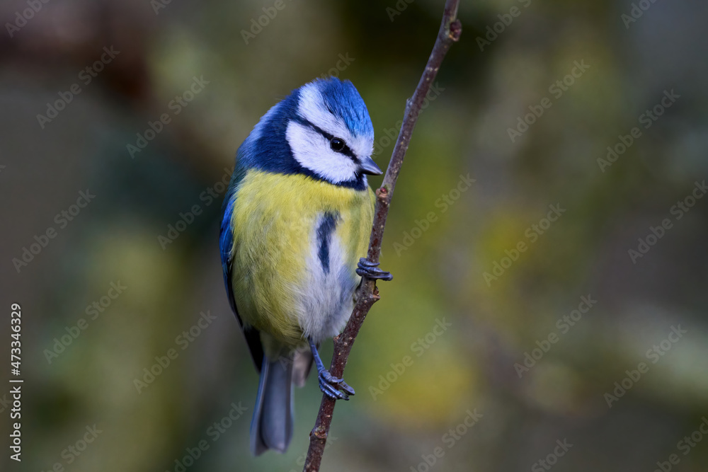 Eurasian blue tit (Cyanistes caeruleus) Eurasian blue tit (Cyanistes caeruleus)