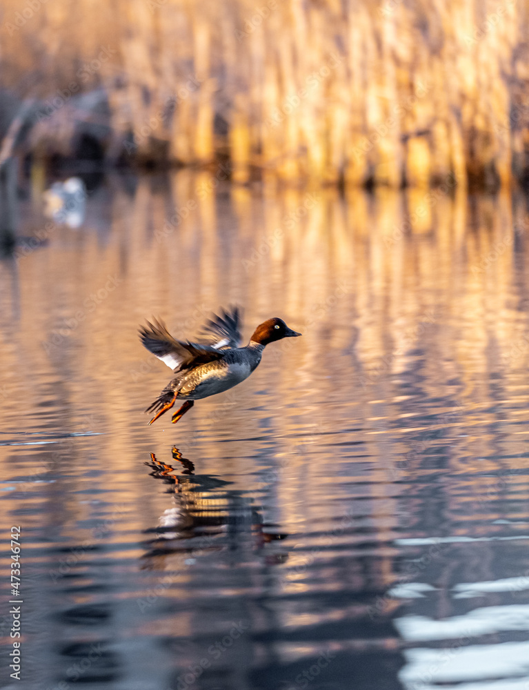 bird landing in water