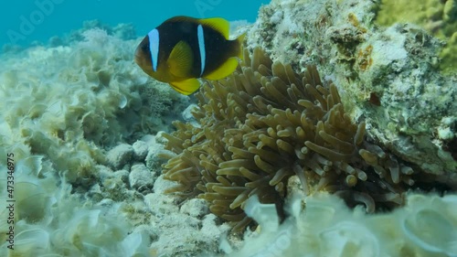 Slow motion, close-up. Clownfish in anemone. Red Sea Anemonefish or Threebanded Anemonefish (Amphiprion bicinctus). 4K-60fps photo