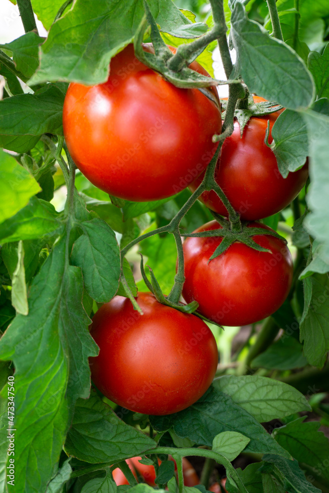 Fresh red tomatoes on a branch. Greenhouse, close-up.