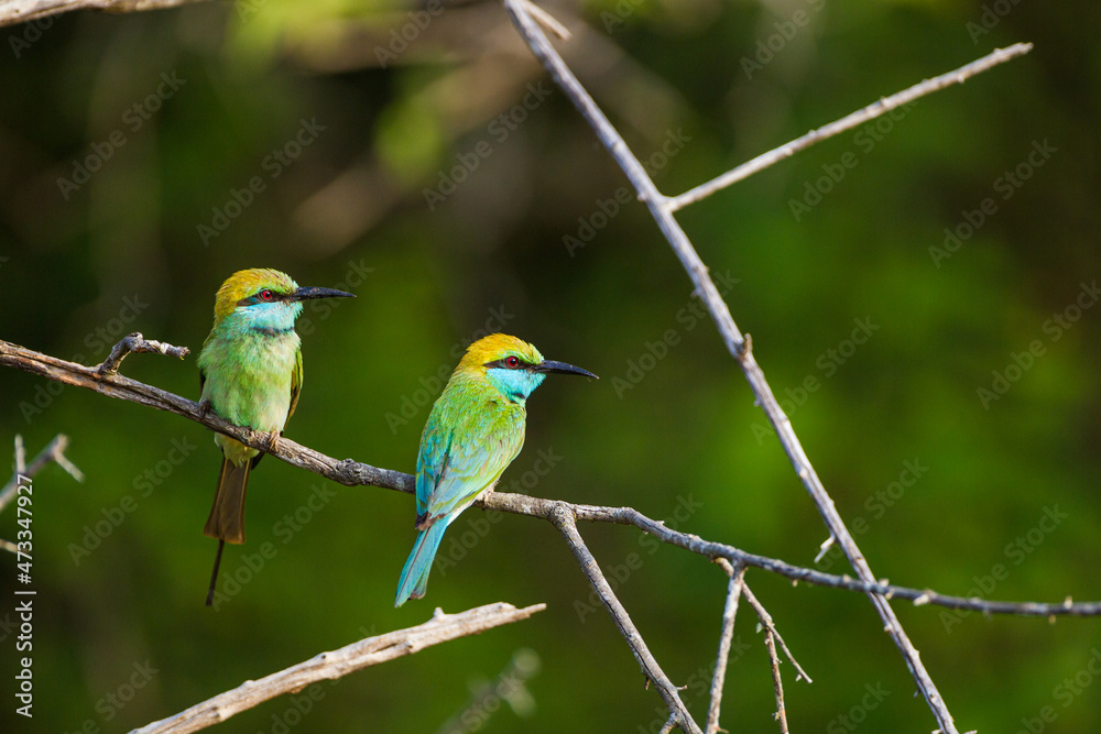 Two Green Bee-eater perched on a branch in Yala, Sri Lanka