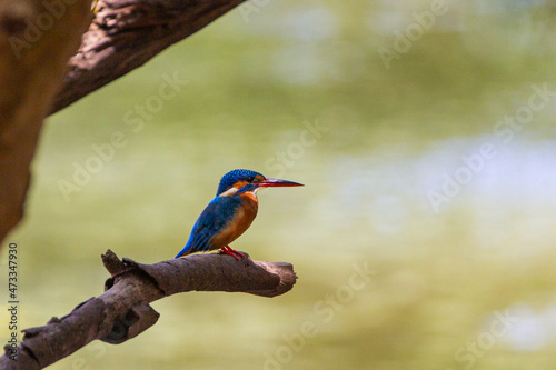 Common Kingfisher sitting over a river in Yala, Sri Lanka