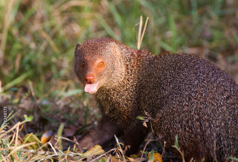 Ruddy Mongoose foraging for food on the forest floor in Yala, Sri Lanka Ruddy Mongoose foraging for food on the forest floor in Yala, Sri Lanka