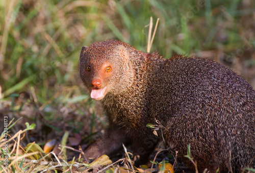Ruddy Mongoose foraging for food on the forest floor in Yala, Sri Lanka