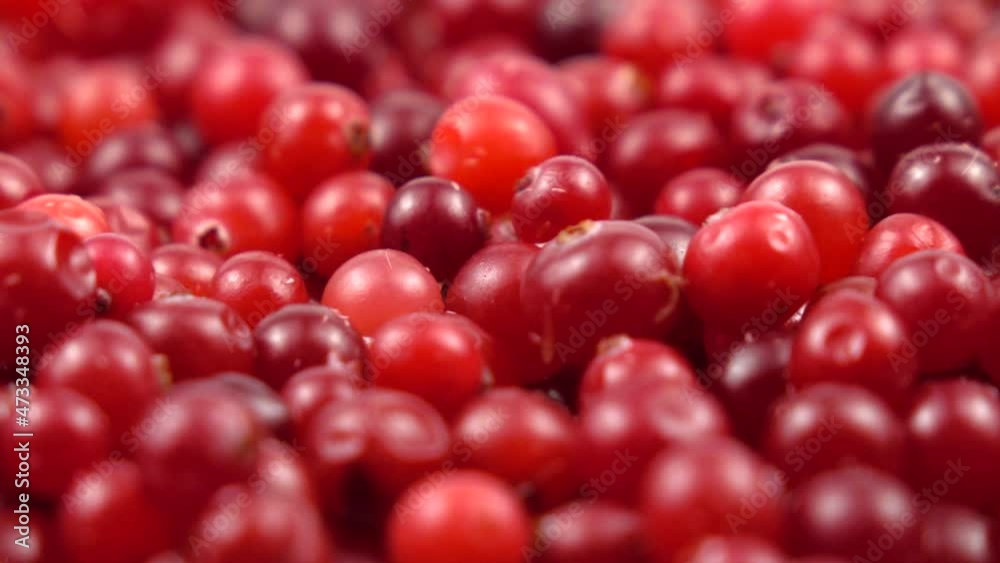 Fresh ripe cranberries rotate on the photography turntable, slow motion, background Fresh ripe cranberries rotate on the photography turntable, slow motion, background