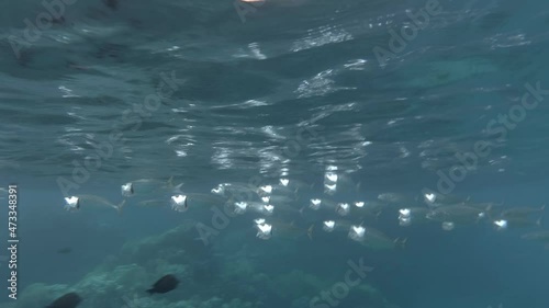 Wallpaper Mural school of fish swims in the sea Torontodigital.ca