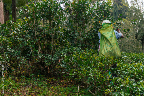 Kobieta pracująca na plantacji herbaty, zbierająca ręcznie liście, ciężka praca.
