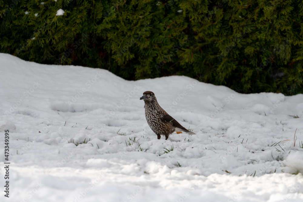 A nutcracker, nucifraga caryocatactes, is looking for food at a winter day. He looks for seeds from the stone pine.