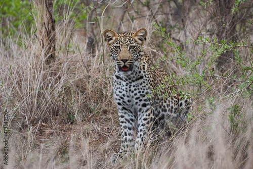 leopard, Panthera pardus, stalking through the dense african bush