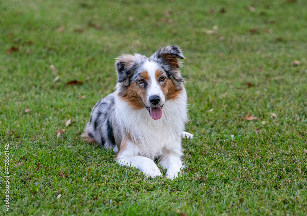 Tricolor Australian Shepherd puppy