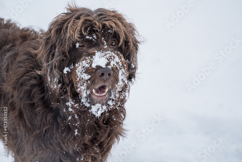 a portrait of a dog, a pudelpointer, at a snowy winter day  photo