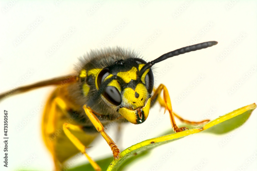 Beautiful Median wasp (Dolichovespula) portrait Beautiful Median wasp (Dolichovespula) portrait