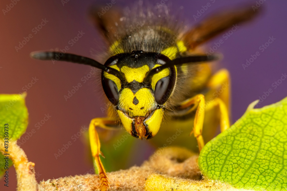 Beautiful Median wasp (Dolichovespula) portrait Beautiful Median wasp (Dolichovespula) portrait