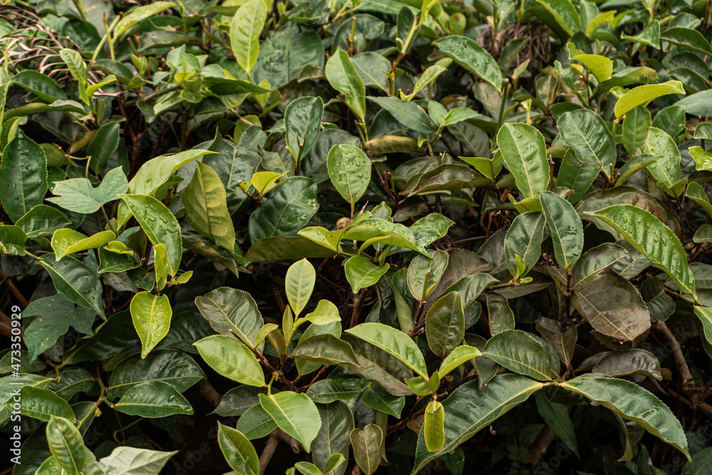 Zbliżenie na krzew herbaty, zielone liście, piękne tło. - obrazy, fototapety, plakaty 