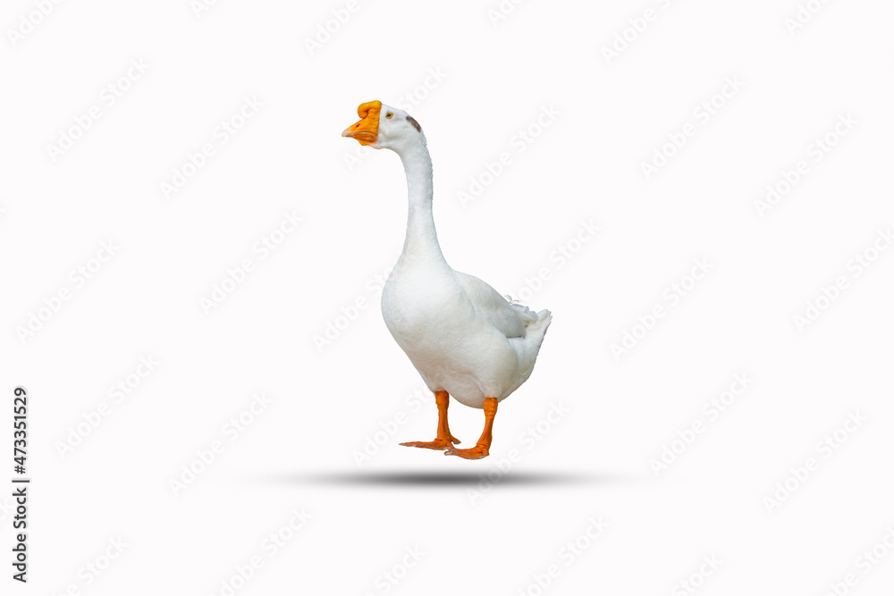 white duck isolated on a white background clipping path white duck isolated on a white background clipping path