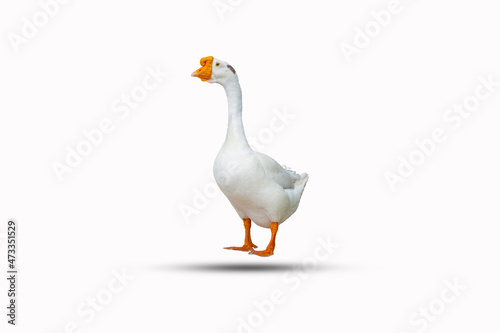 white duck isolated on a white background clipping path