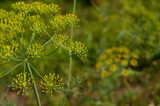 dill flower close-up on a blurry green background
