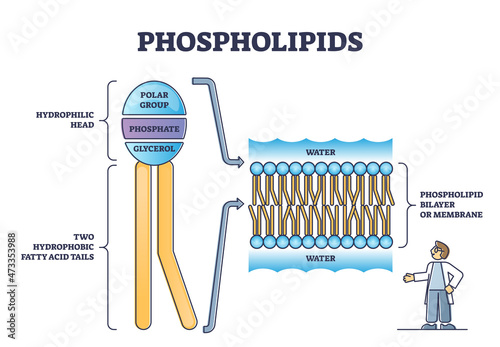 Phospholipid or phosphatides lipids head and tail structure outline diagram. Labeled educational inner description with polar group, phosphate or glycerol vector illustration. Bilayer membrane closeup
