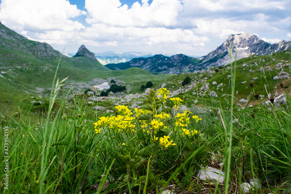 Yellow flowers and green grass close-up against background of mountain peaks. Durmitor national park. Montenegro.