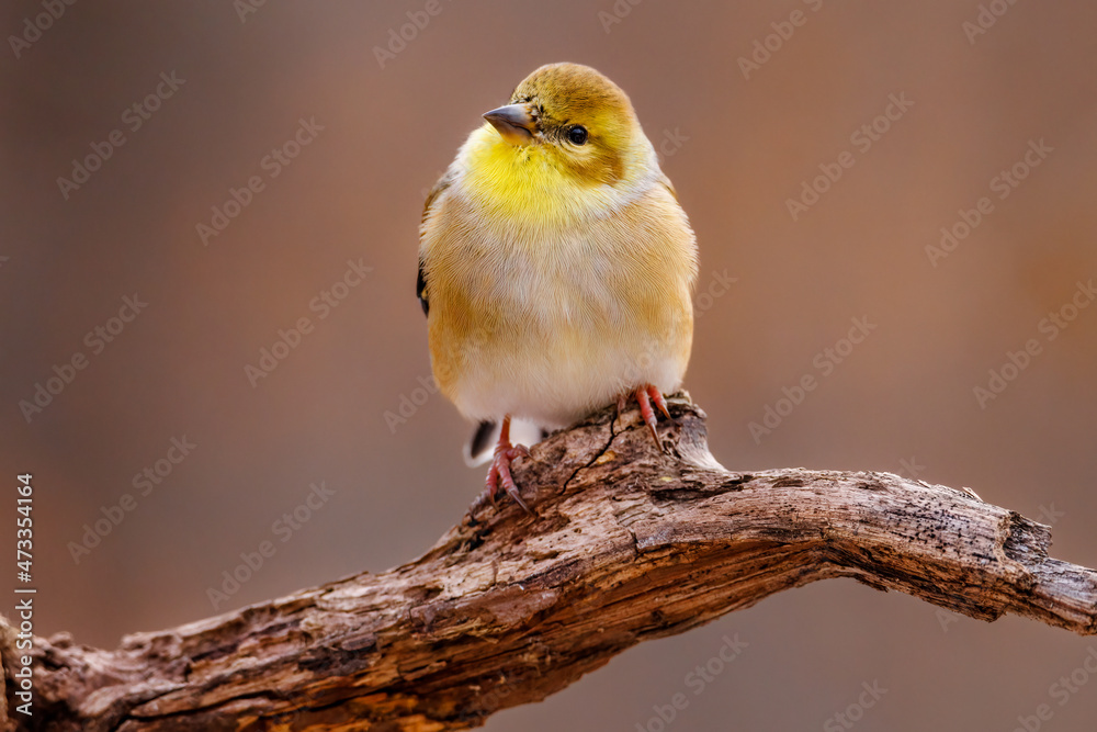 Close up portrait of an American Goldfinch (Spinus tristis) perched on a dead tree limb during late autumn. Selective focus, background blur and foreground blur
