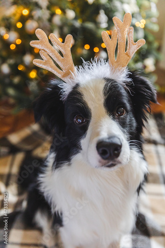 Fototapeta Naklejka Na Ścianę i Meble -  Funny portrait of cute puppy dog border collie wearing Christmas costume deer horns hat near christmas tree at home indoors background. Preparation for holiday. Happy Merry Christmas concept