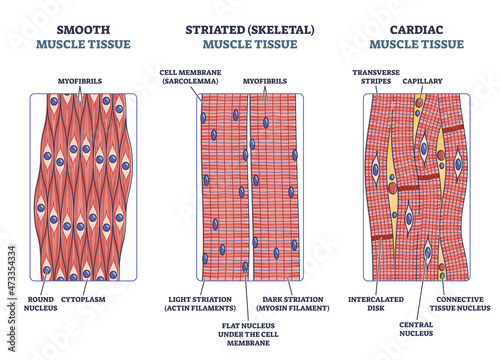 Muscle tissue with smooth, striated and cardiac examples outline diagram. Labeled educational medical structure with description and side view vector illustration. Anatomical and structural difference