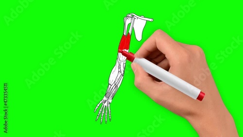 The biceps of the human shoulder is drawn by hand on a green background. Anatomy of the biceps - the muscle is drawn in red and the biceps tendons are drawn in yellow.
