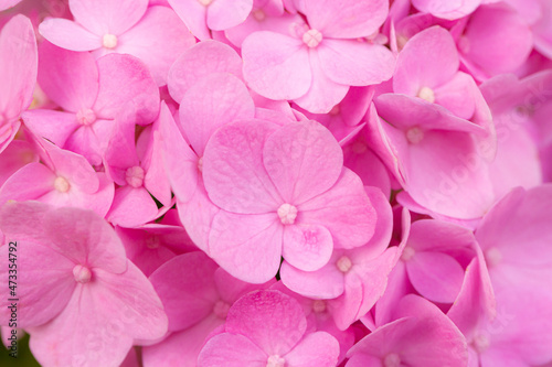 Fototapeta Naklejka Na Ścianę i Meble -  Pink macro flowers,Delicate natural floral background in light blue and violet pastel colors. Texture of Hydrangea flowers in nature with soft focus, macro.