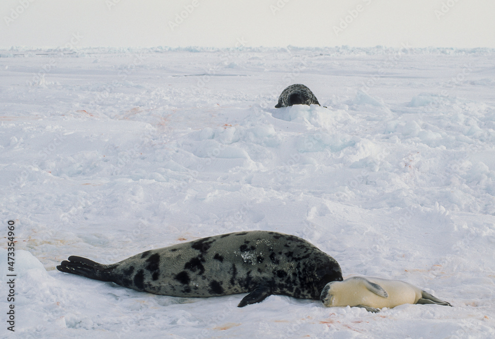 Obraz premium Phoque à capuchon, Cystophora cristata, femelle et jeune, Ile de la Madeleine, Quebec, Canada