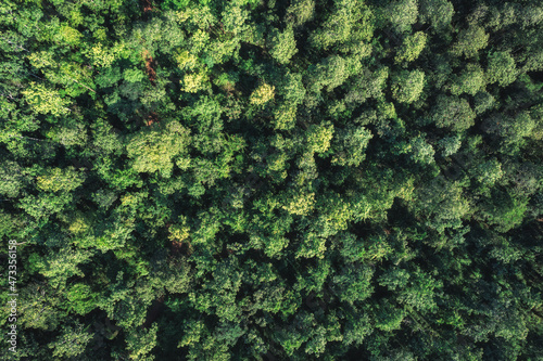Aerial top view of green pine trees growing in the forest © Mumemories
