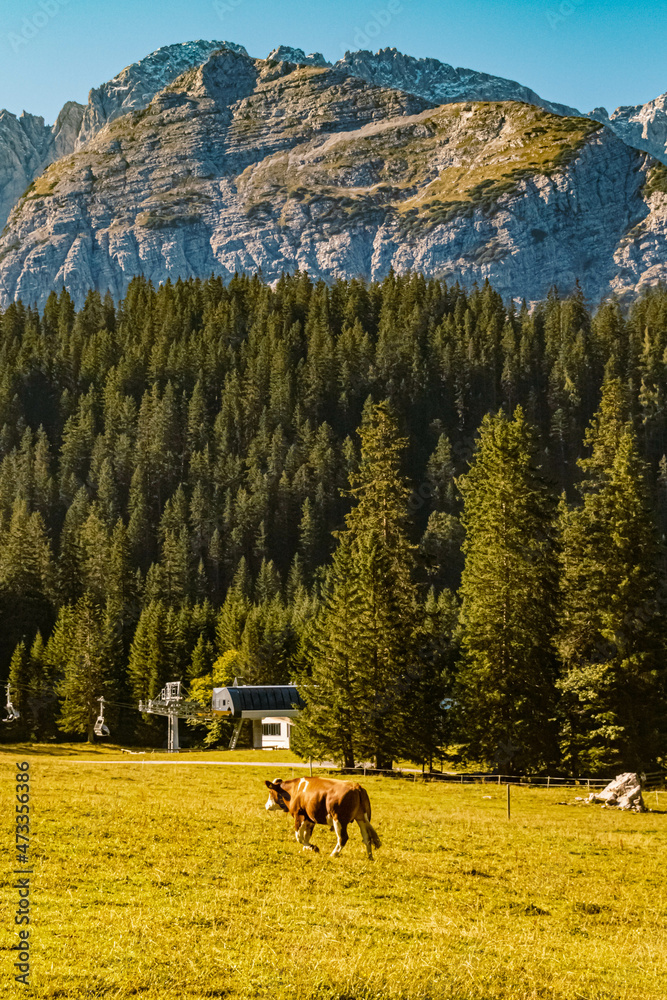 Beautiful alpine summer view with grazing cows at the famous Ehrwalder Alm near Ehrwald, Tyrol, Austria