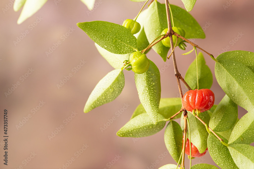 Pitanga, branch with beautiful green and ripe pitangas, abstract background, selective focus. Pitanga, branch with beautiful green and ripe pitangas, abstract background, selective focus.