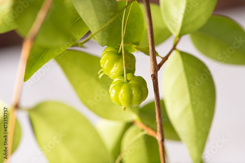 Pitanga, branch with beautiful green and ripe pitangas, abstract background, selective focus. photo