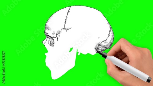 Human hand drawn skull on a green background. Individual bones of the skull are painted in different colors. Skull bones anatomy.