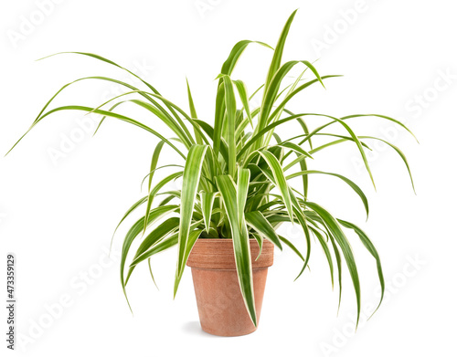 Spider plant in vase photo