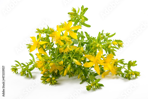 St John's wort flowers